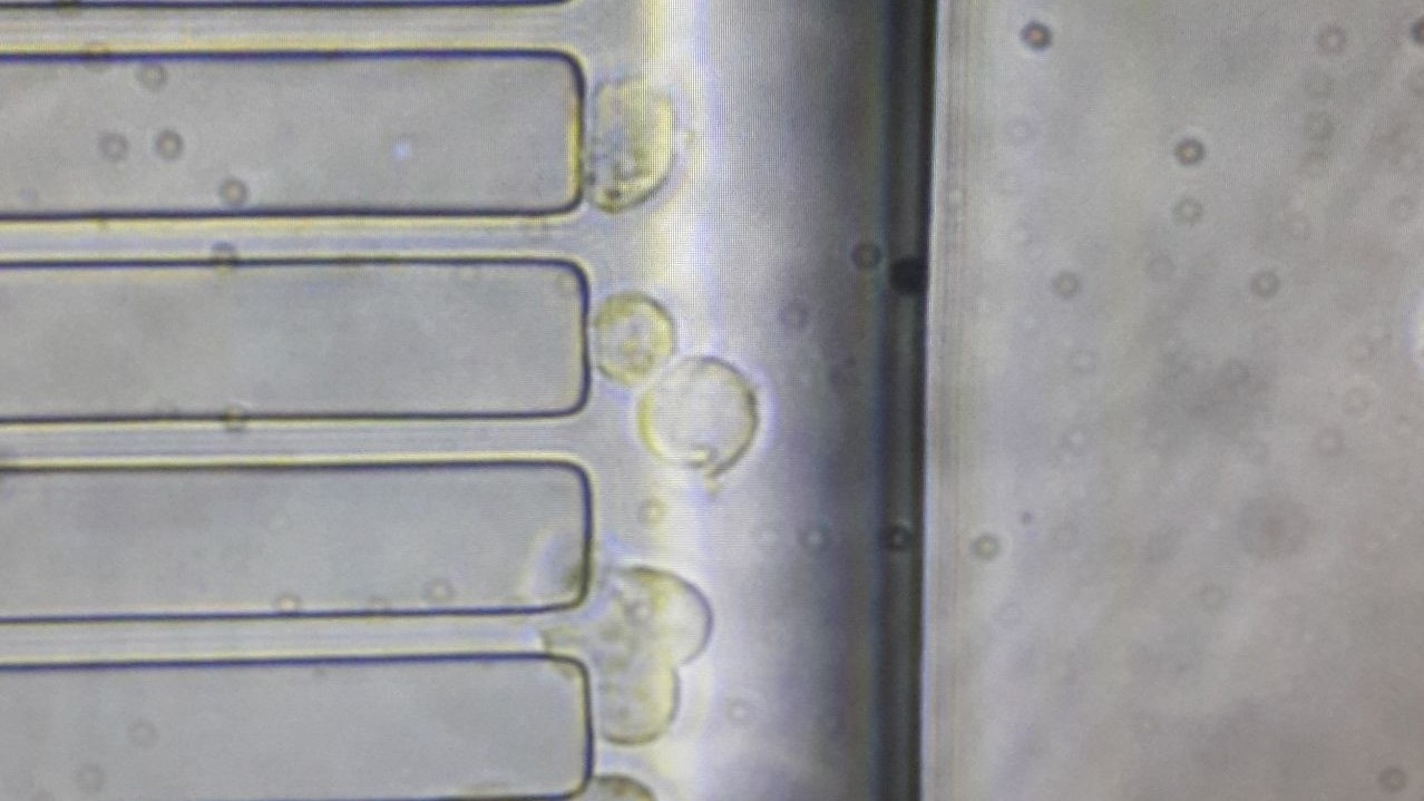 Read more about the article OUR MICROFLUIDIC CHIP IS USED FOR CANCER-NERVE CELL INTERACTION.